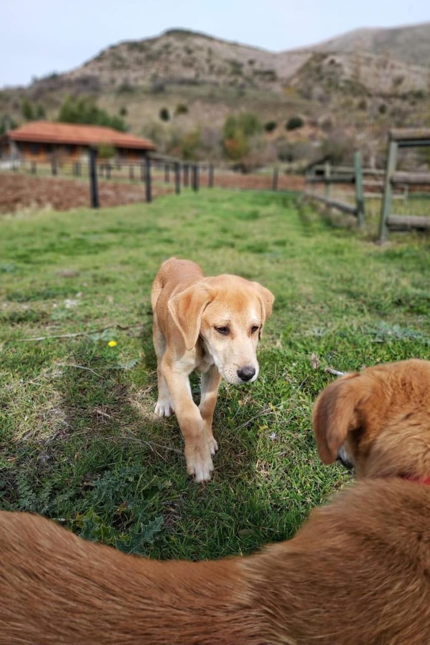 Orias Guesthouse&Farm Kalavryta Exterior foto